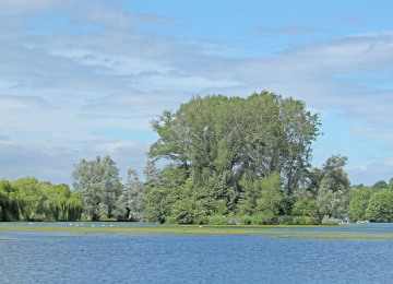 lake trees.jpg